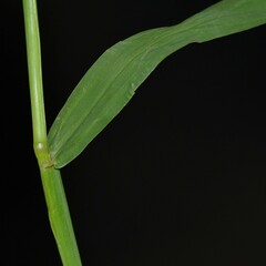 Paspalum jesuiticum