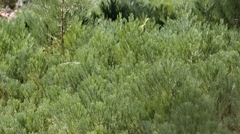 Sequoiadendron giganteum
