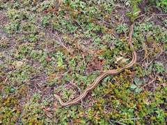 Thamnophis sirtalis pallidulus