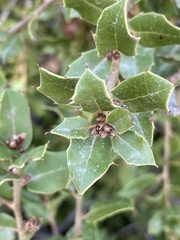 Quercus coccifera