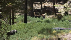 Sequoiadendron giganteum