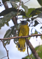 Brachypodius melanocephalos