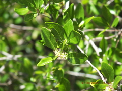 Forestiera segregata