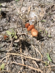 Marasmius vagus