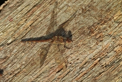 Sympetrum striolatum