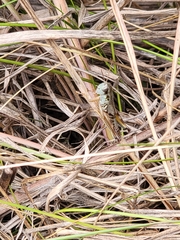 Phoetaliotes nebrascensis