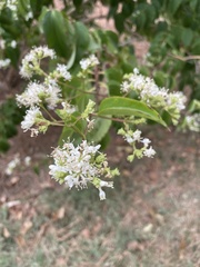 Heptacodium