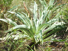 Cirsium