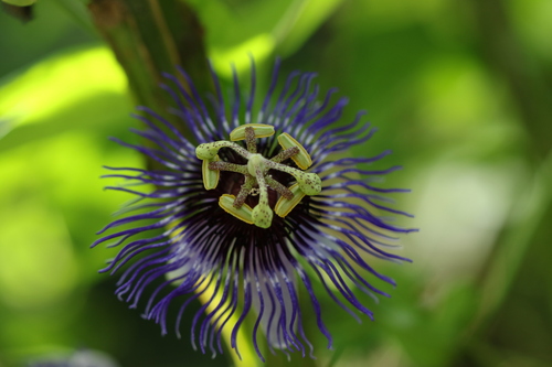 Passiflora amethystina, photograph 5