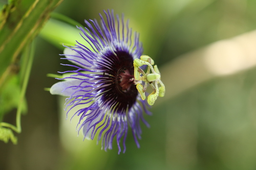Passiflora amethystina, photograph 6