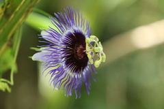 Passiflora amethystina