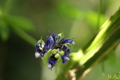 Passiflora amethystina