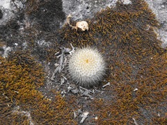 Mammillaria haageana conspicua