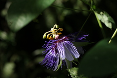 Passiflora amethystina