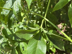Passiflora incarnata × cincinnata