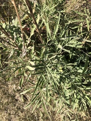 Ratibida columnifera