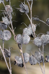 Haemodorum austroqueenslandicum