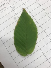 Betula alleghaniensis