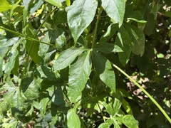 Passiflora incarnata × cincinnata
