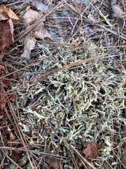 Cladonia uncialis