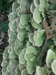 Cerrena unicolor