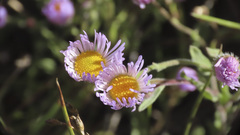 Erigeron divergens