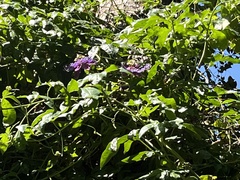 Passiflora incarnata × cincinnata