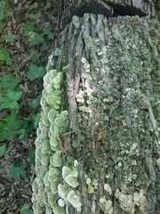 Cerrena unicolor