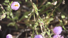Erigeron divergens