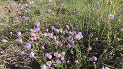 Erigeron divergens