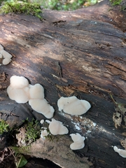 Pseudohydnum gelatinosum