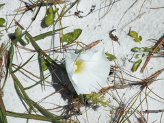Ipomoea imperati