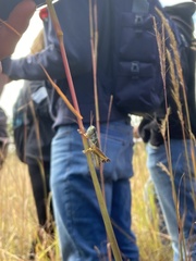 Phoetaliotes nebrascensis