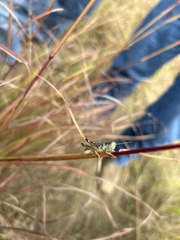 Phoetaliotes nebrascensis