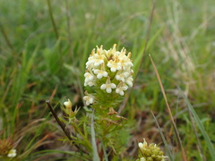 Triphysaria floribunda