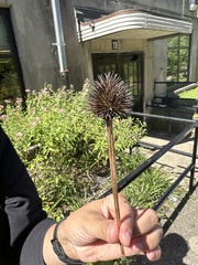 Echinacea