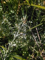 Gnaphalium uliginosum