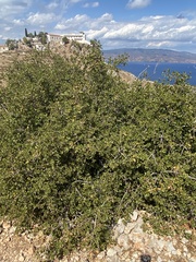 Quercus coccifera