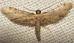 Idaea incalcarata