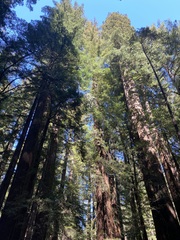 Sequoia