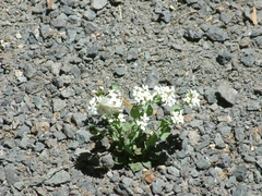 Pontia occidentalis