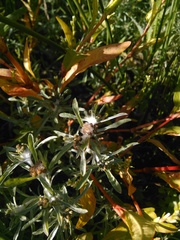 Gnaphalium uliginosum