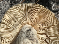 Hebeloma crustuliniforme