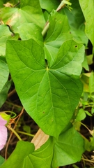 Calystegia sepium spectabilis