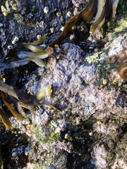 Chamberlainium tumidum