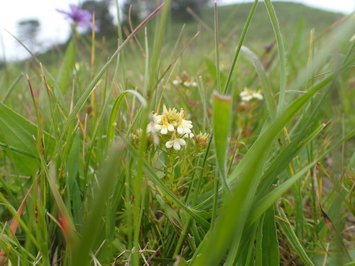 Image of Triphysaria floribunda by no rights reserved