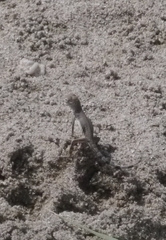 Callisaurus draconoides