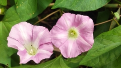 Calystegia sepium spectabilis