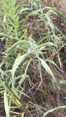 Helianthus maximiliani