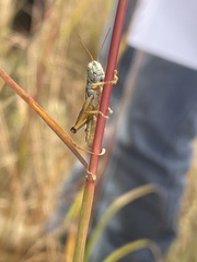 Phoetaliotes nebrascensis